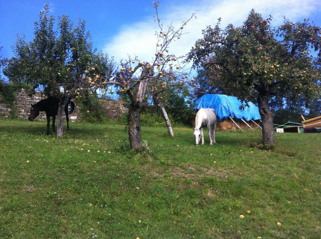 Rose E Cioccolato Bed & Breakfast Borgo Val di Taro